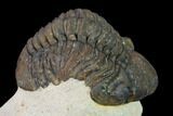 Reedops Trilobite - Foum Zguid, Morocco #165965-5